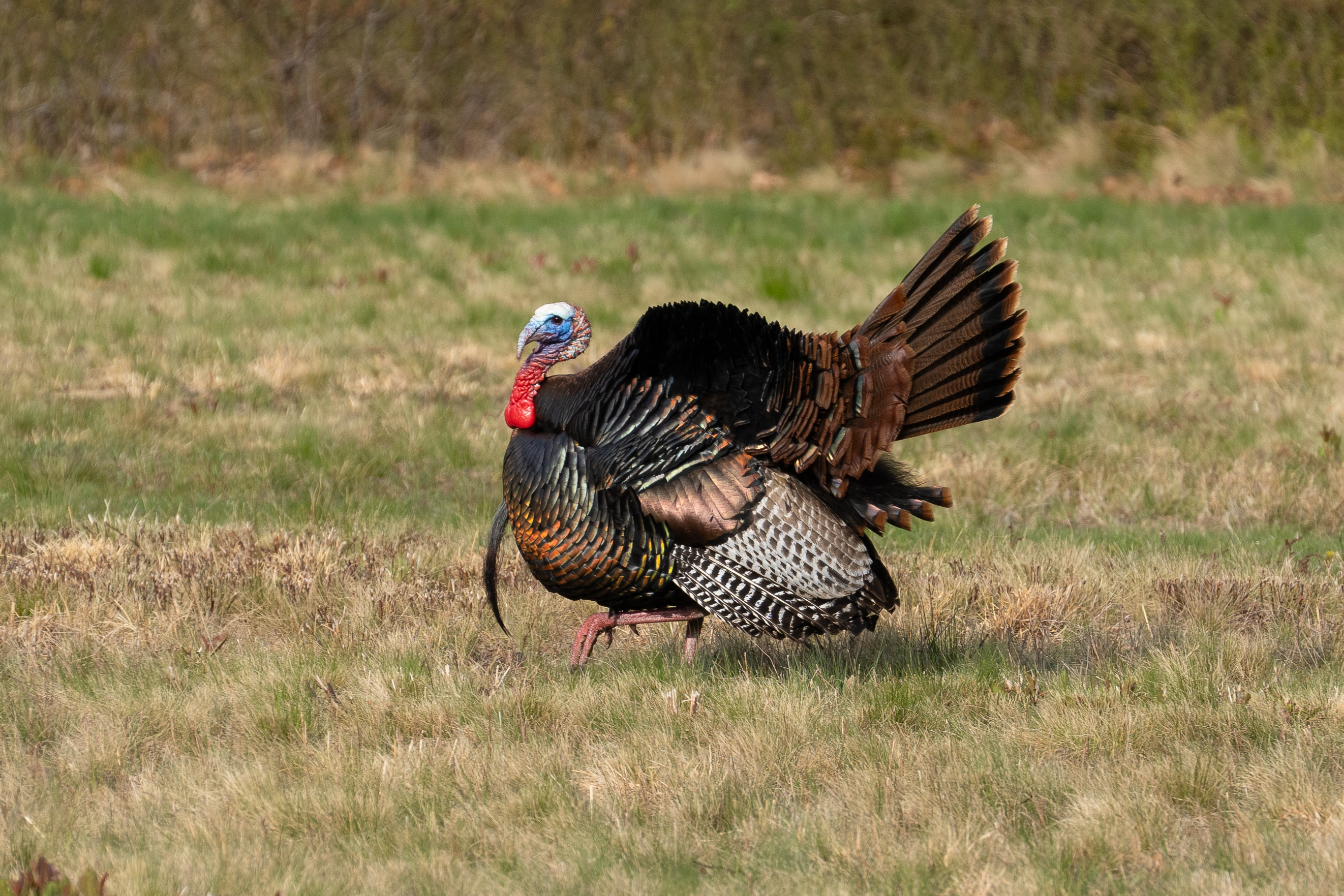 A turkey in profile with bright colored head and neck and iridescent, varied body feathers walks on a grassy field.