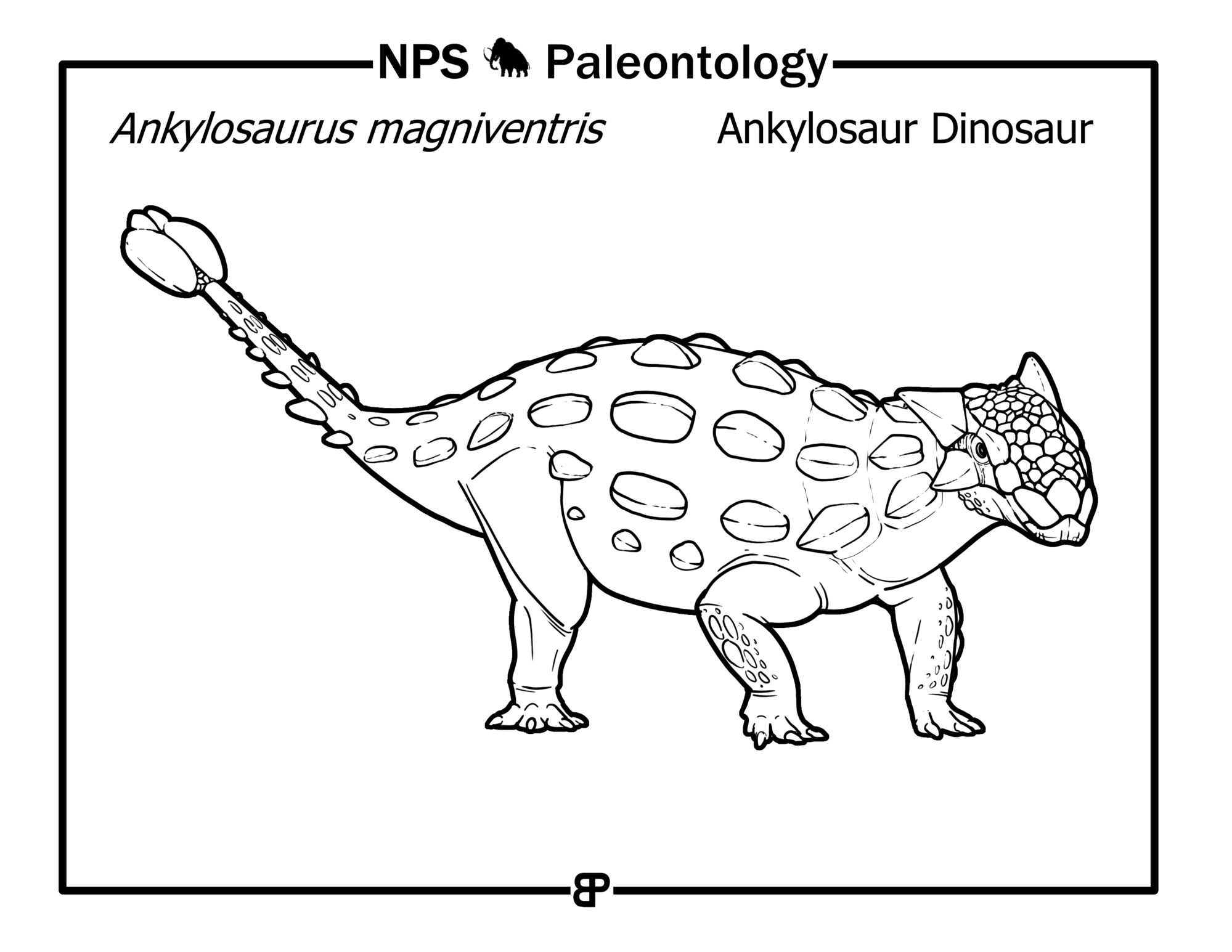 black and white drawing of an armored dinosaur