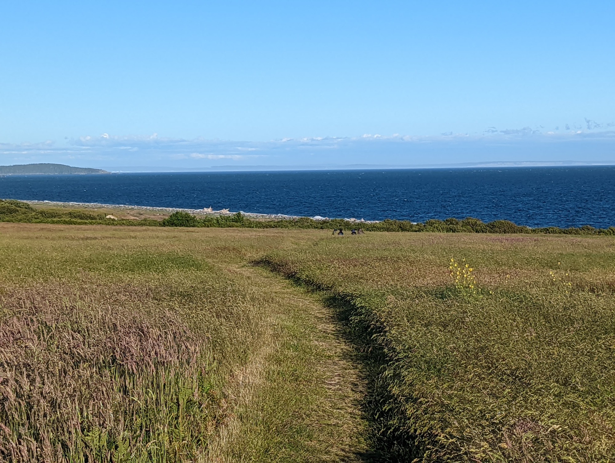 A large grassy field with a trail down to the water. The water of the bay is blue and there are clouds on the horizon
