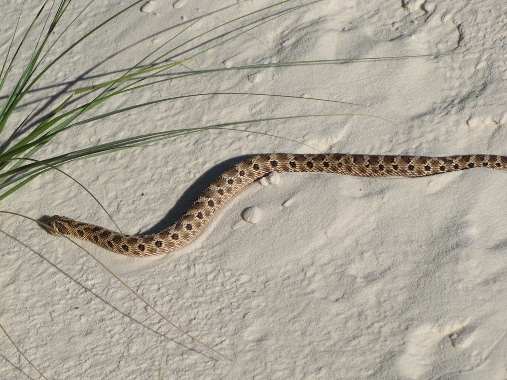 Plains Hognose Snake Pictures - AZ Animals