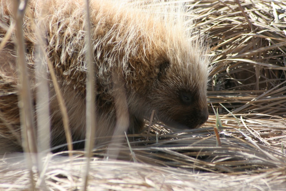 A porcupine sniffs at new shoots of grass in early April