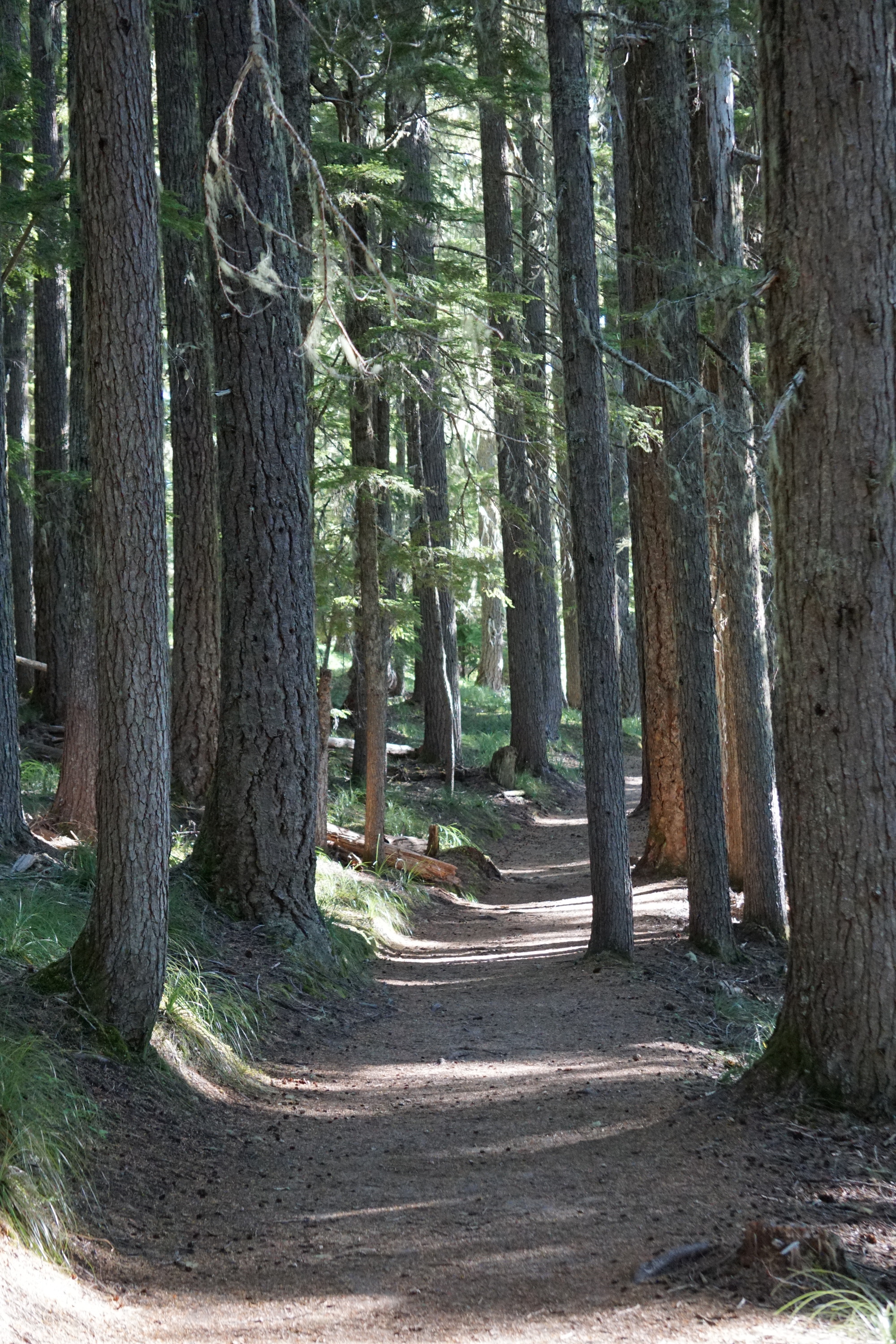A trail leads through a dense forest of tall evergreen trees. 