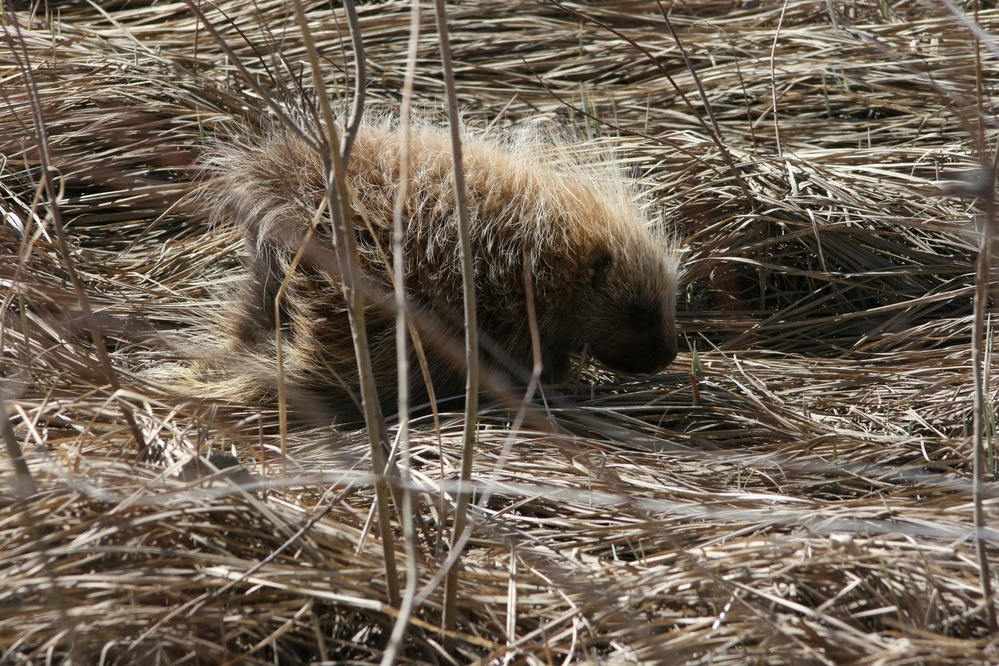 A porcupine walking across dried grass.