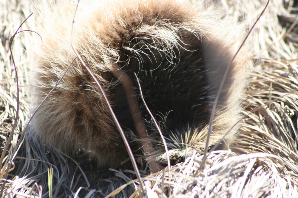 Quills on the porcupine's tail and backside