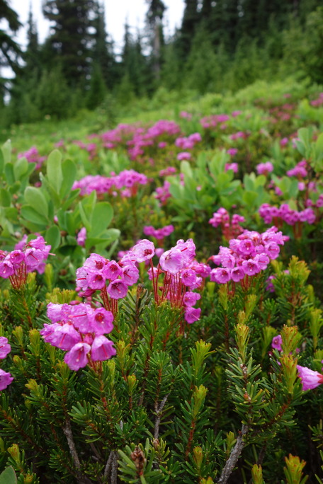 Photo Gallery (U.S. National Park Service)