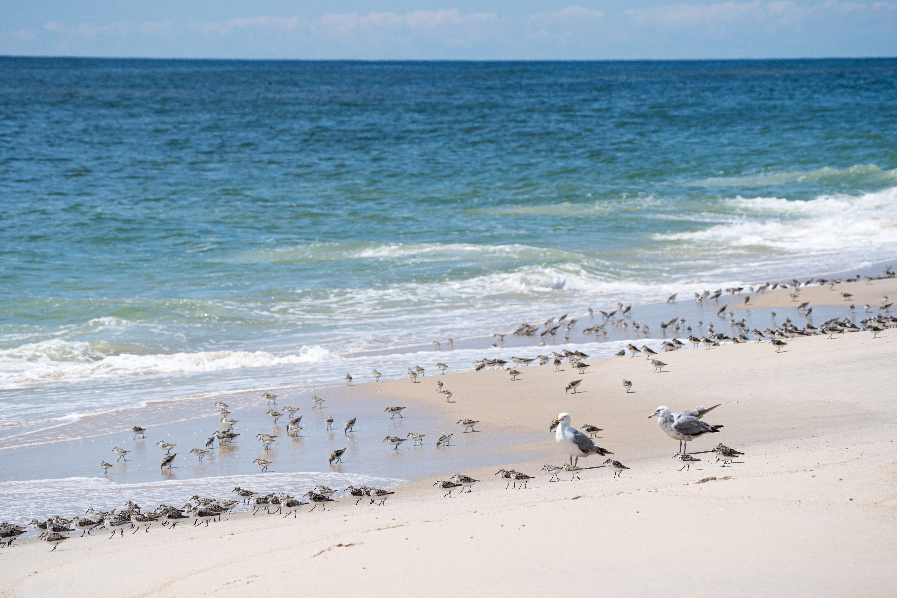 Many small birds stand on a sandy beach in the washing waves, some with bills pointed down in a feeding position, as two white and gray gulls look on.