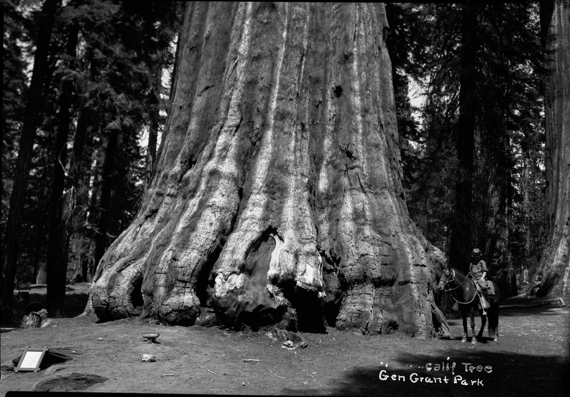 SEKI Roberts Collection Series: 2 Negatives; 13 Sequoias