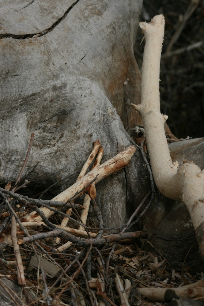 Branches from which beaver has stripped off the bark