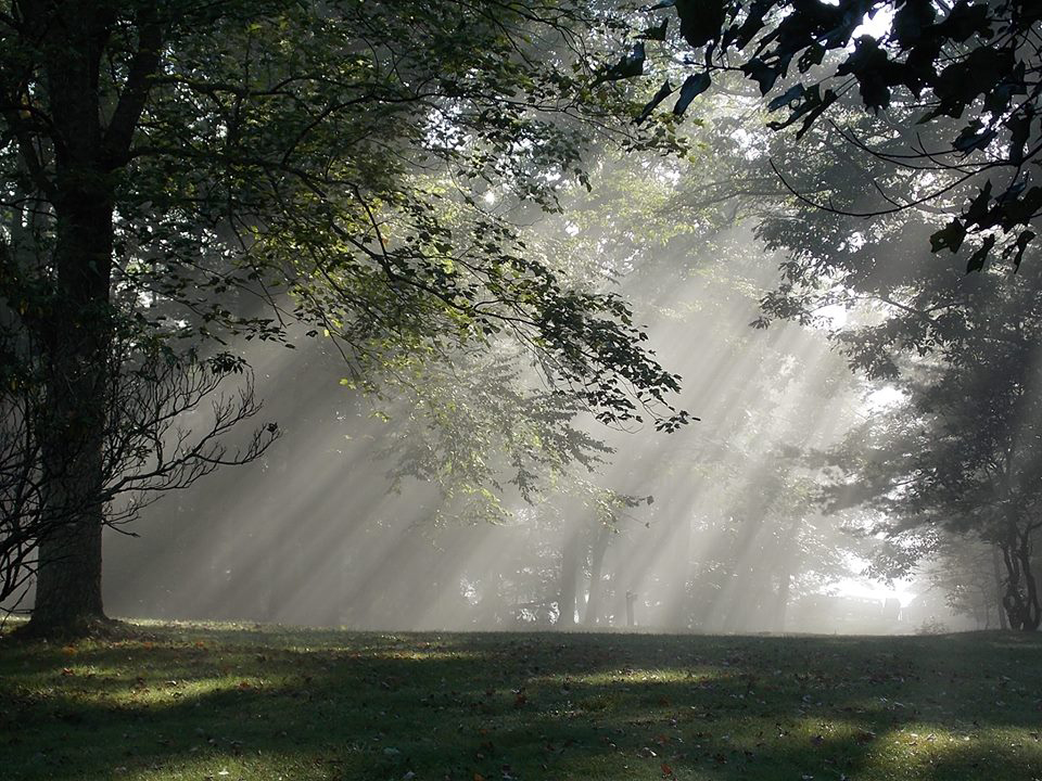 light beams shine through the trees
