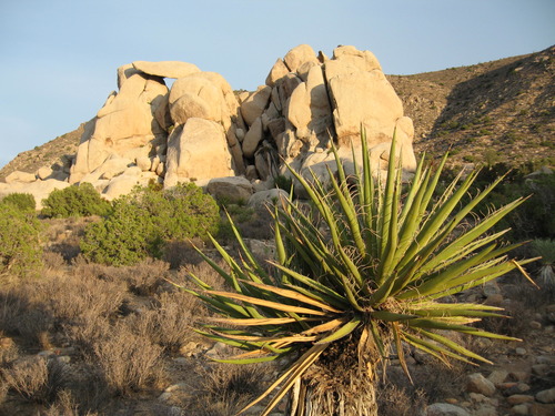 Mojave yucca at Ryan Mountain Trailhead