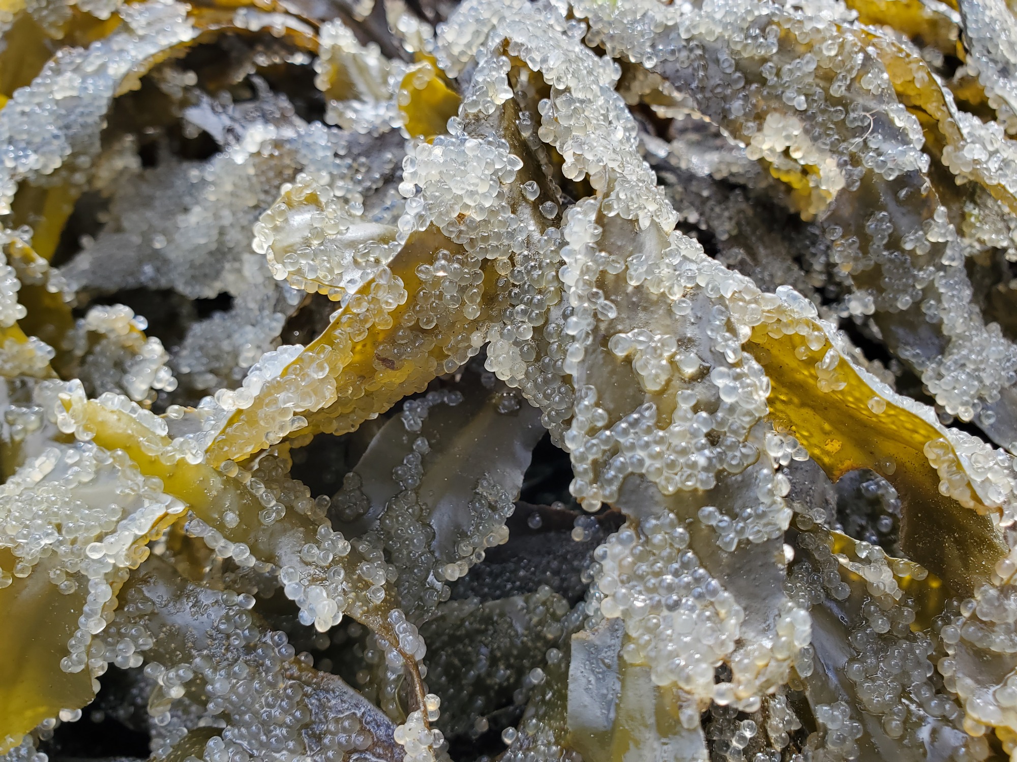 Close up view of herring eggs on kelp.