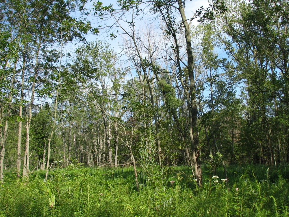 Scenic photography taken at Indiana Dunes National Lakeshore, 2009 - Michelle Michael