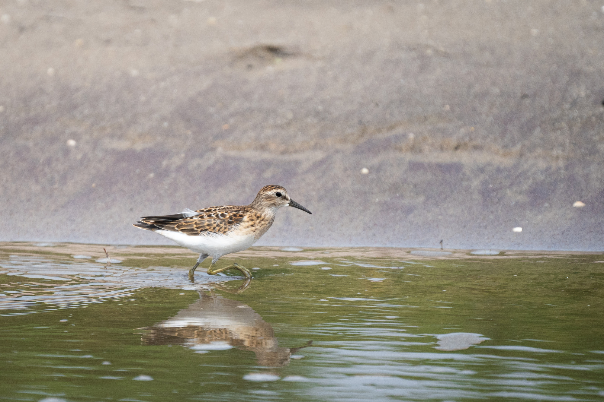 A small shorebird with white, brown, and reddish plumage and dark bill in mid-stride through a puddle with its reflection visible.
