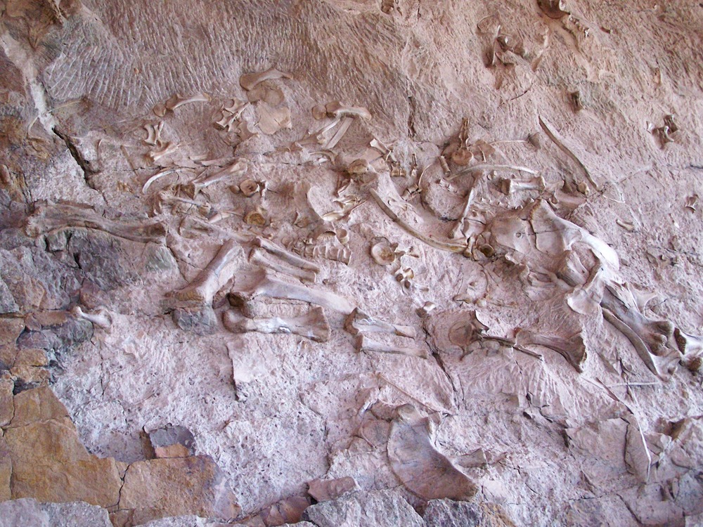 150-million-year-old dinosaur fossils at the quarry