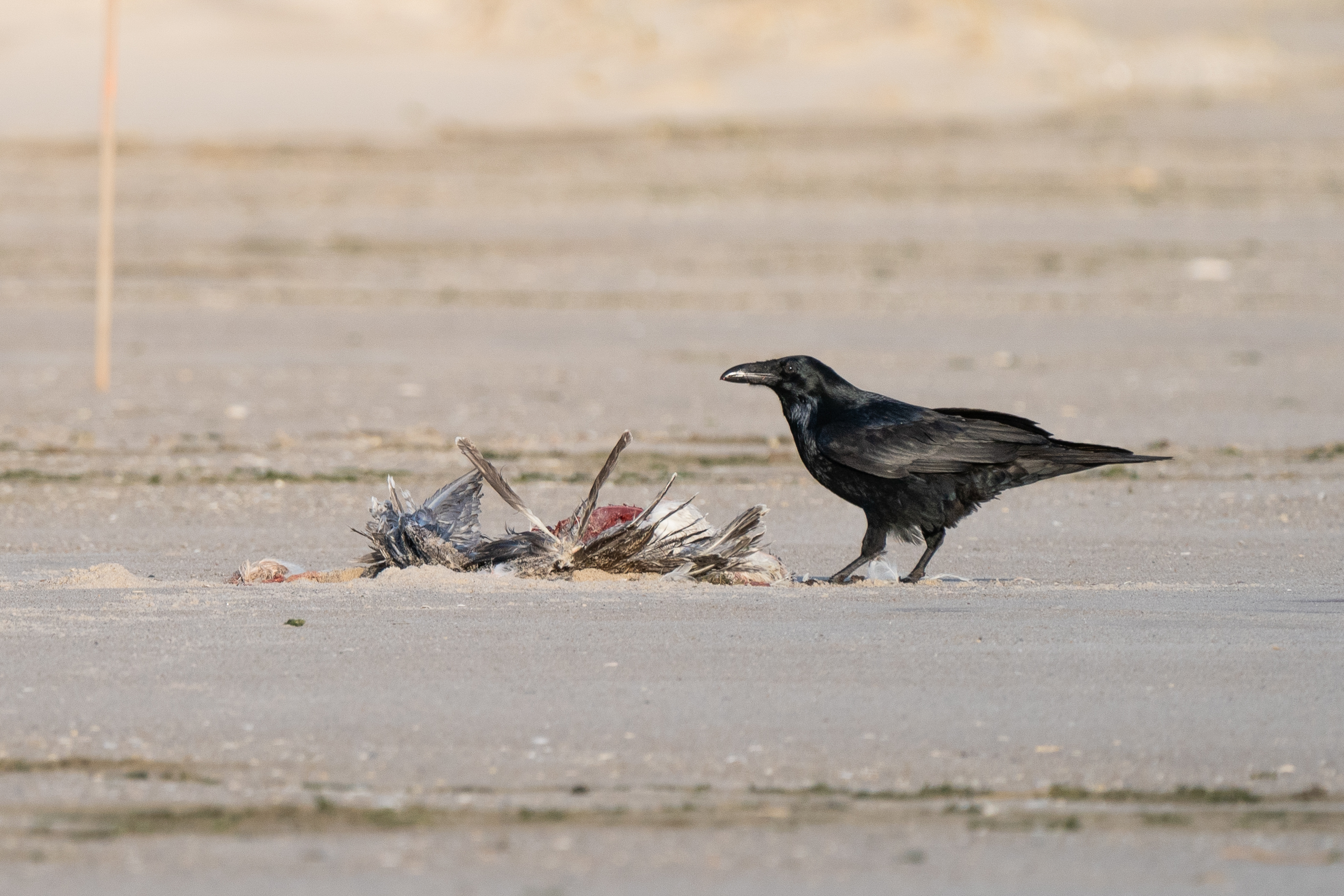 A large black bird stands next to a large dead mangled bird with red meat exposed and feathers in disarray.