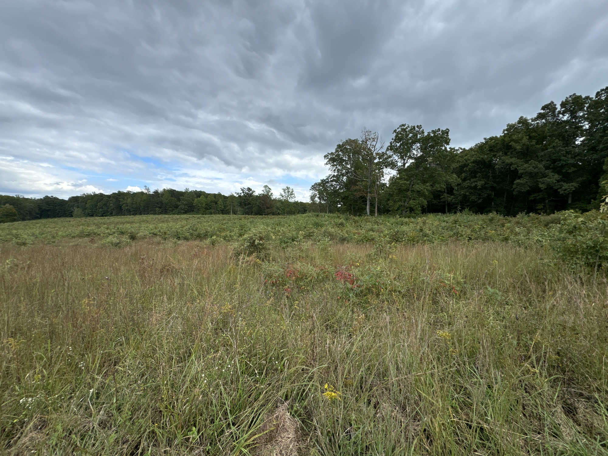 Open field at the Spotsylvania Courthouse Battlefield site in Fredericksburg Spotsylvania National Military Park. 