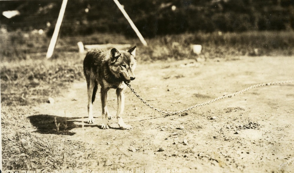 Dog on chain