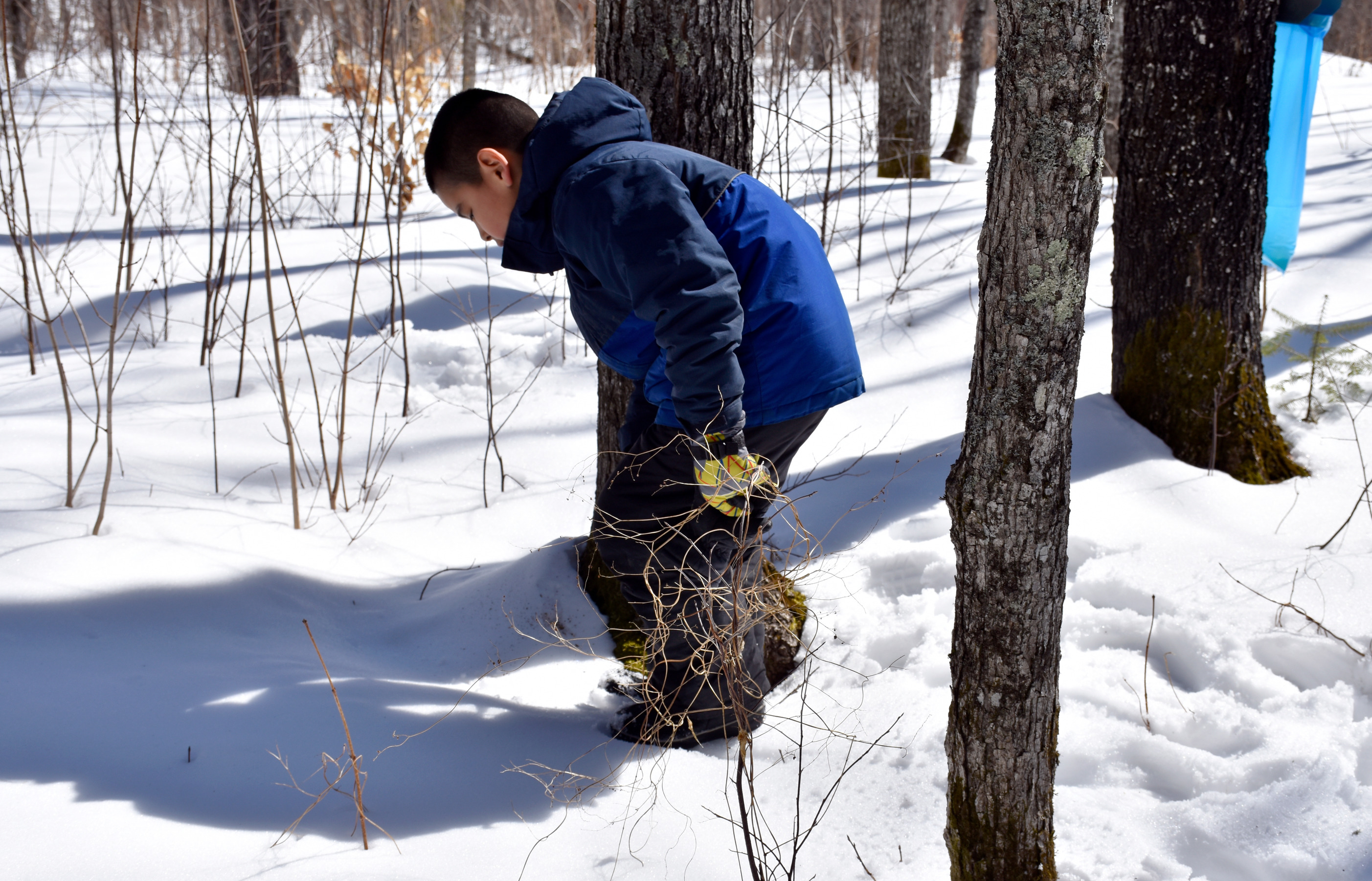 A child bends toward the snowy ground around a tree.