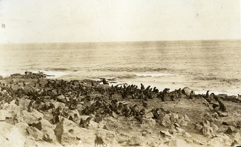 Seals on the shore