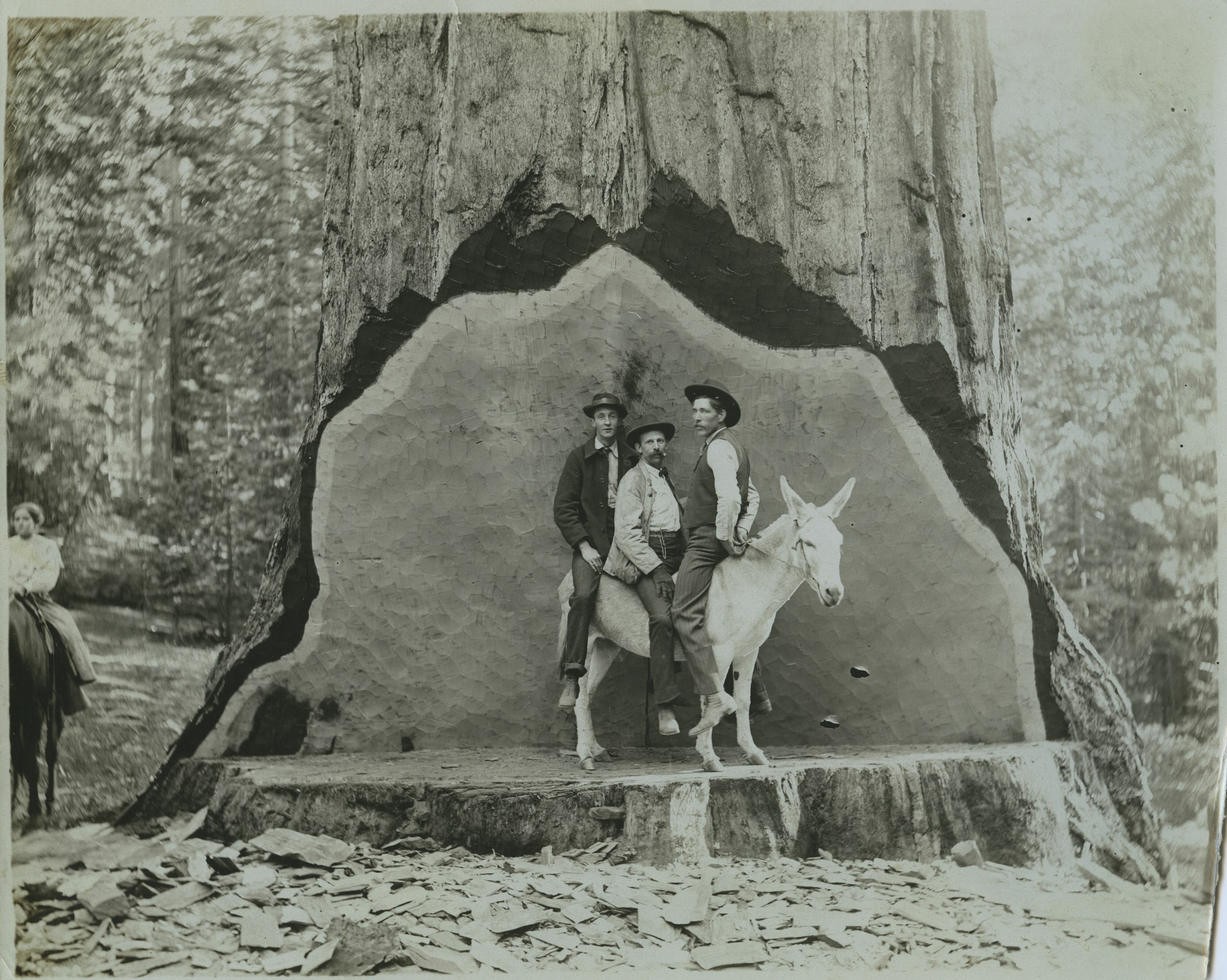SEKI Roberts Collection Series: 3 Prints; 2 Medium; 13 Sequoias
