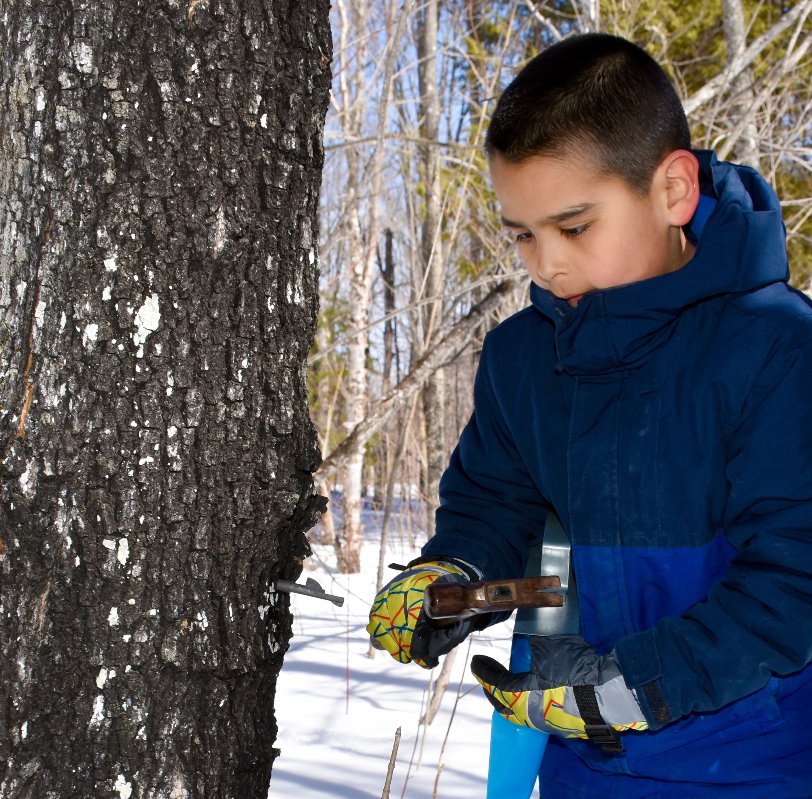 A child wearing a blue jacket and yellow gloves looks intently at a spout inserted in a tree trunk, hammer poised to strike it.