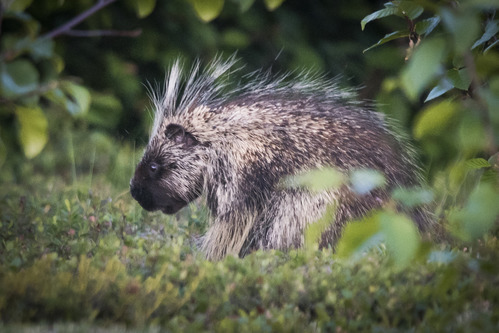 a porcupine sitting on its butt in a forest