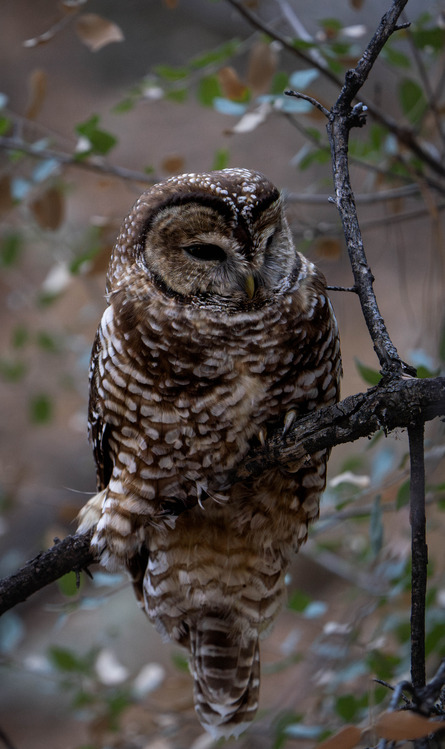 A full-body image of a Mexican Spotted Owl perched on a tree branch. The owl has a round head with large, dark eyes framed by a pale facial disk. Its feathers are a mix of brown and white, with distinctive spots scattered across its chest, wings, and back. The owl's talons grip the branch firmly, and its slightly ruffled feathers give it a calm, watchful appearance. The background is blurred, highlighting the owl's intricate markings and alert posture."