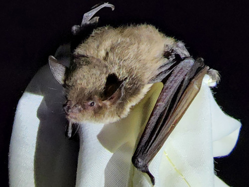 A Yuma myotis with light brown fur perches on a cloth bag.