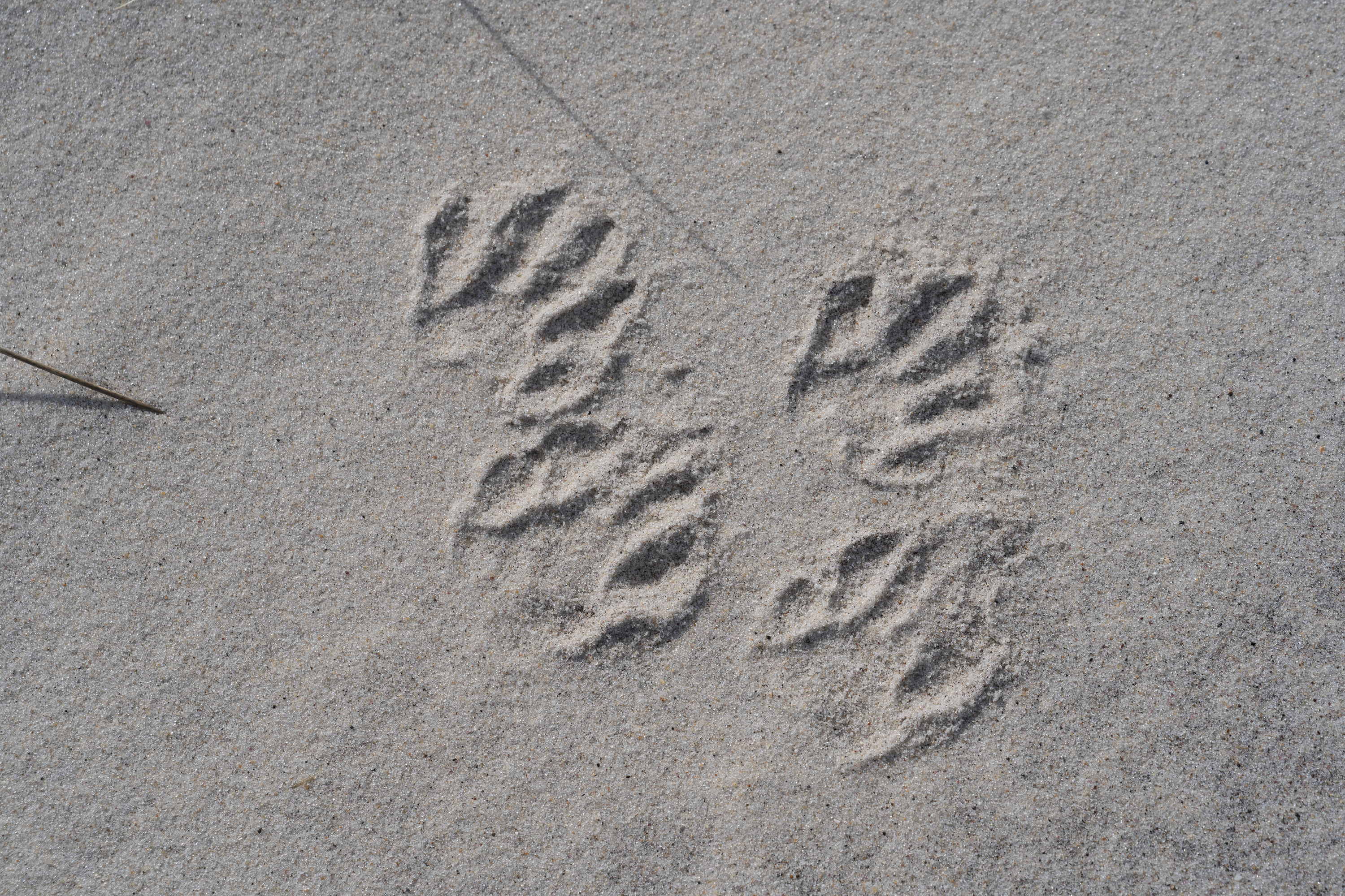 Four raccoon hand prints on fine sand.
