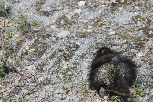 a porcupine on a hillside