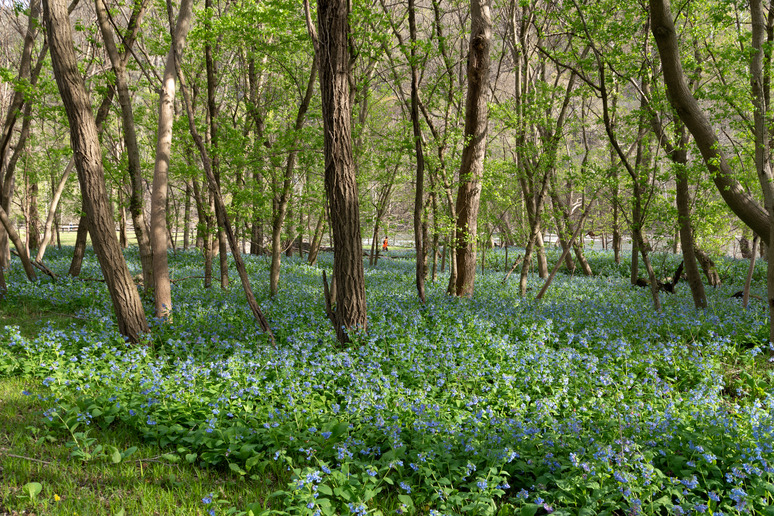 Blue flowers carpet the ground of a woodland area in spring.
