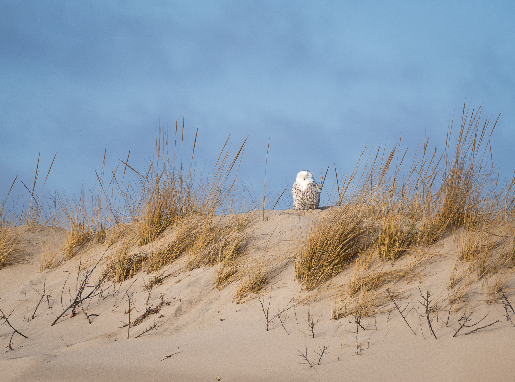 A Snowy Owl perched on a sand dune with beach grass sprouting from the sand and some blades standing higher than the owl.