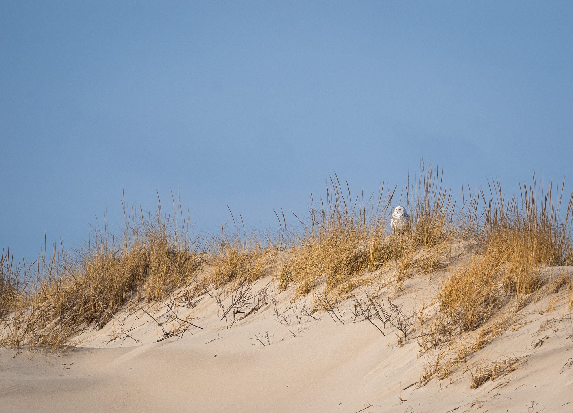 A white snowy owl looks out as it stands among dune grass on a sandy dune.