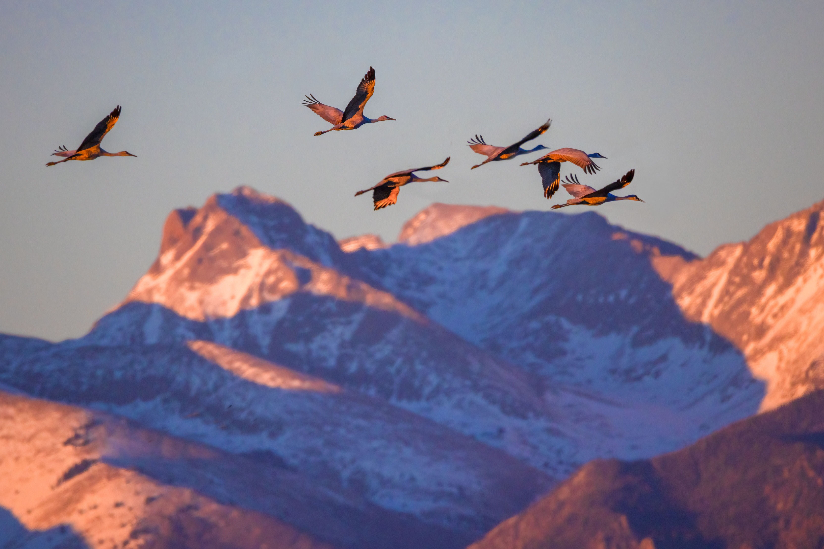 Sandhill cranes fly in front of the Sangre de Cristo Mountains. The mountain at center, Milwaukee Peak, is part of Great Sand Dunes National Preserve.