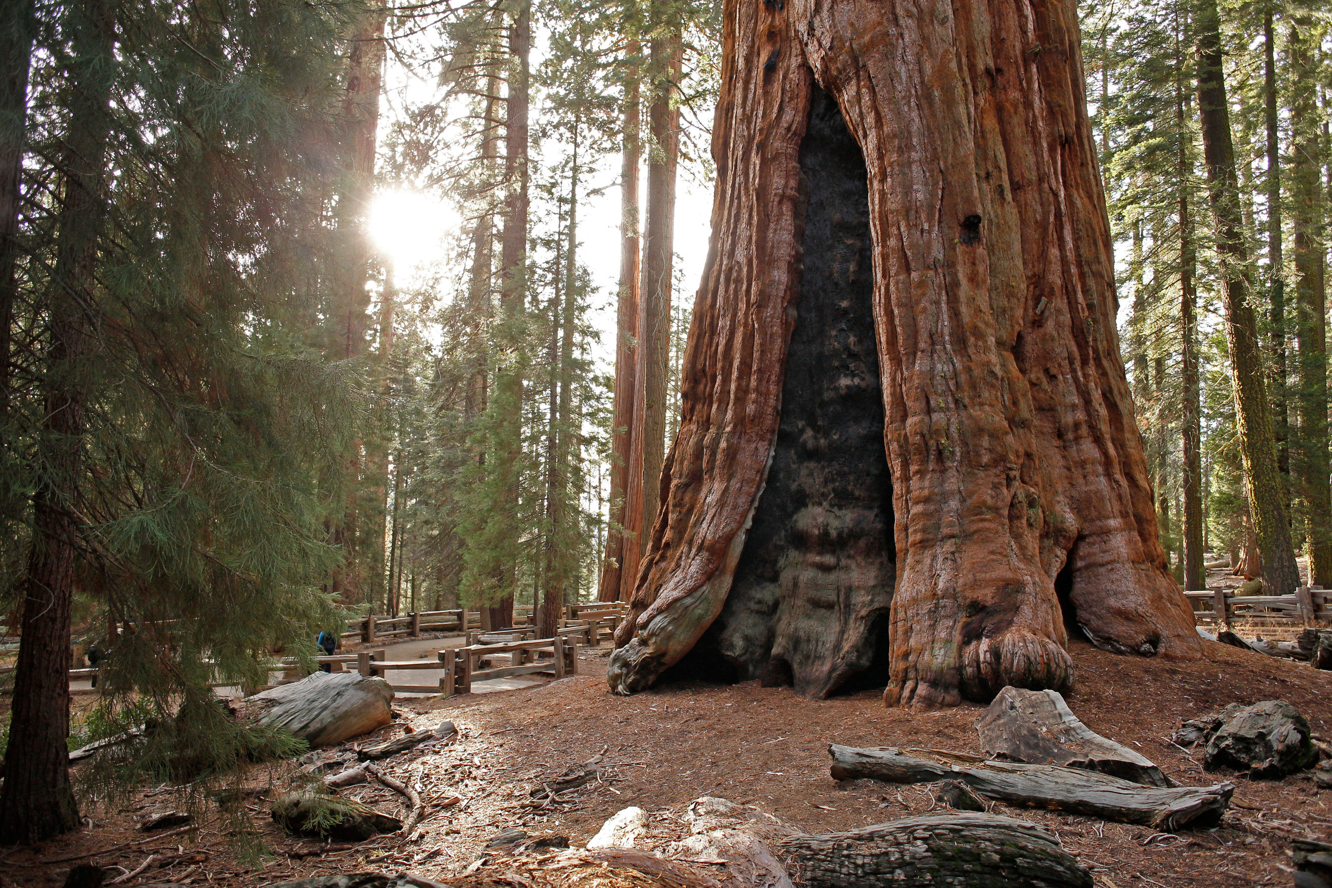 Sunlight shining behind a giant sequoia tree, Sequoia National Park