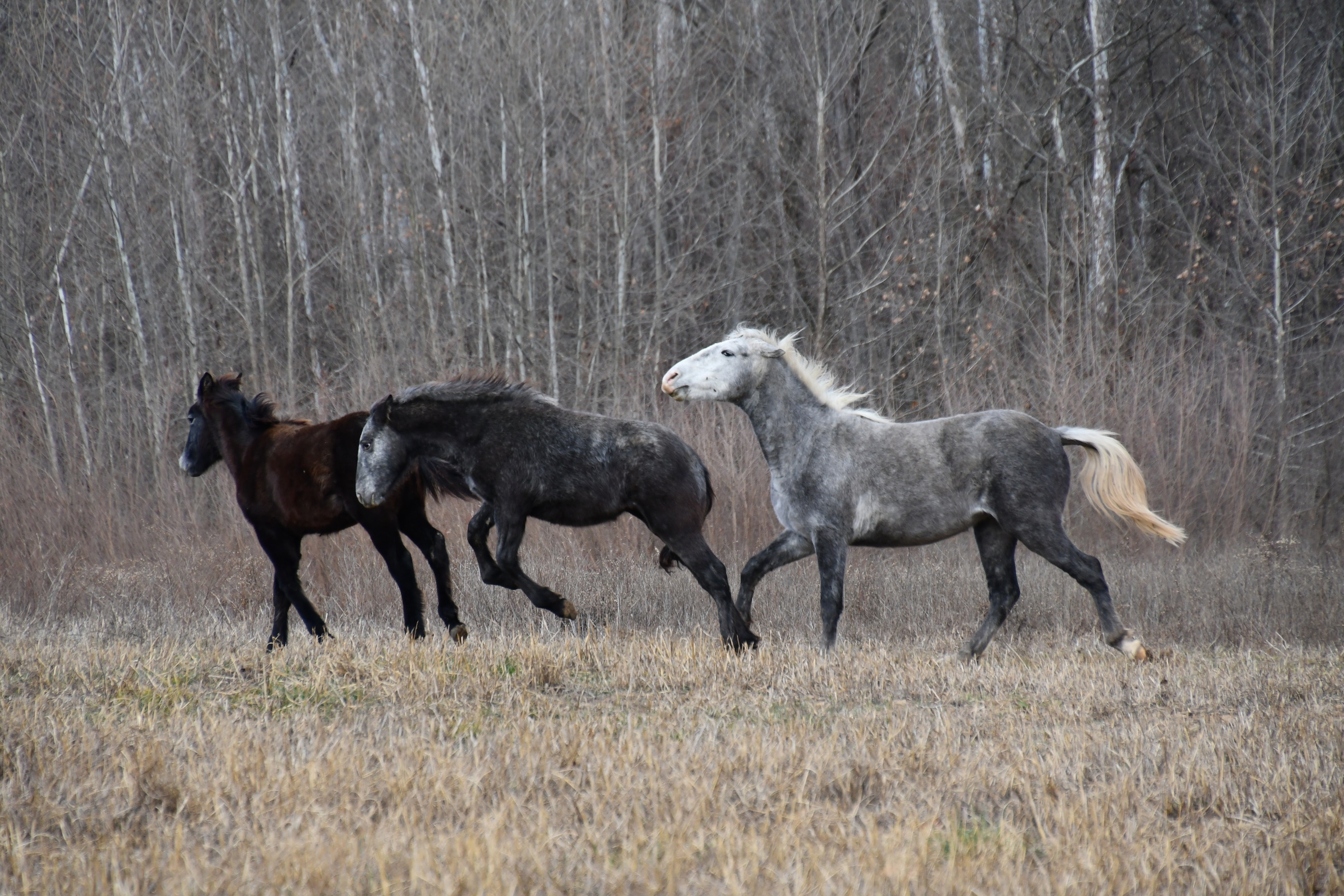 Wild Horses at OZAR, Ozark NSR