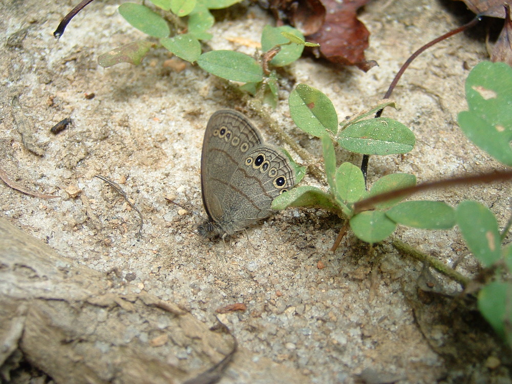 Carolina Satyr (Hermeuptychia sosybius)