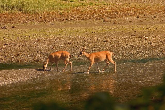 2 deer in a shallow part of a river
