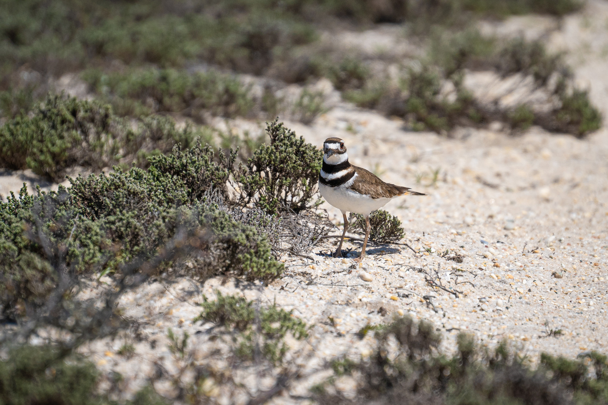 A small shorebird with a black and white striped throat, white underbelly, and brown back stands near green low-growing vegetation in a sandy area.