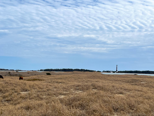 Small herd of wild ponies eating grass with a lighthouse across on inlet in the distance