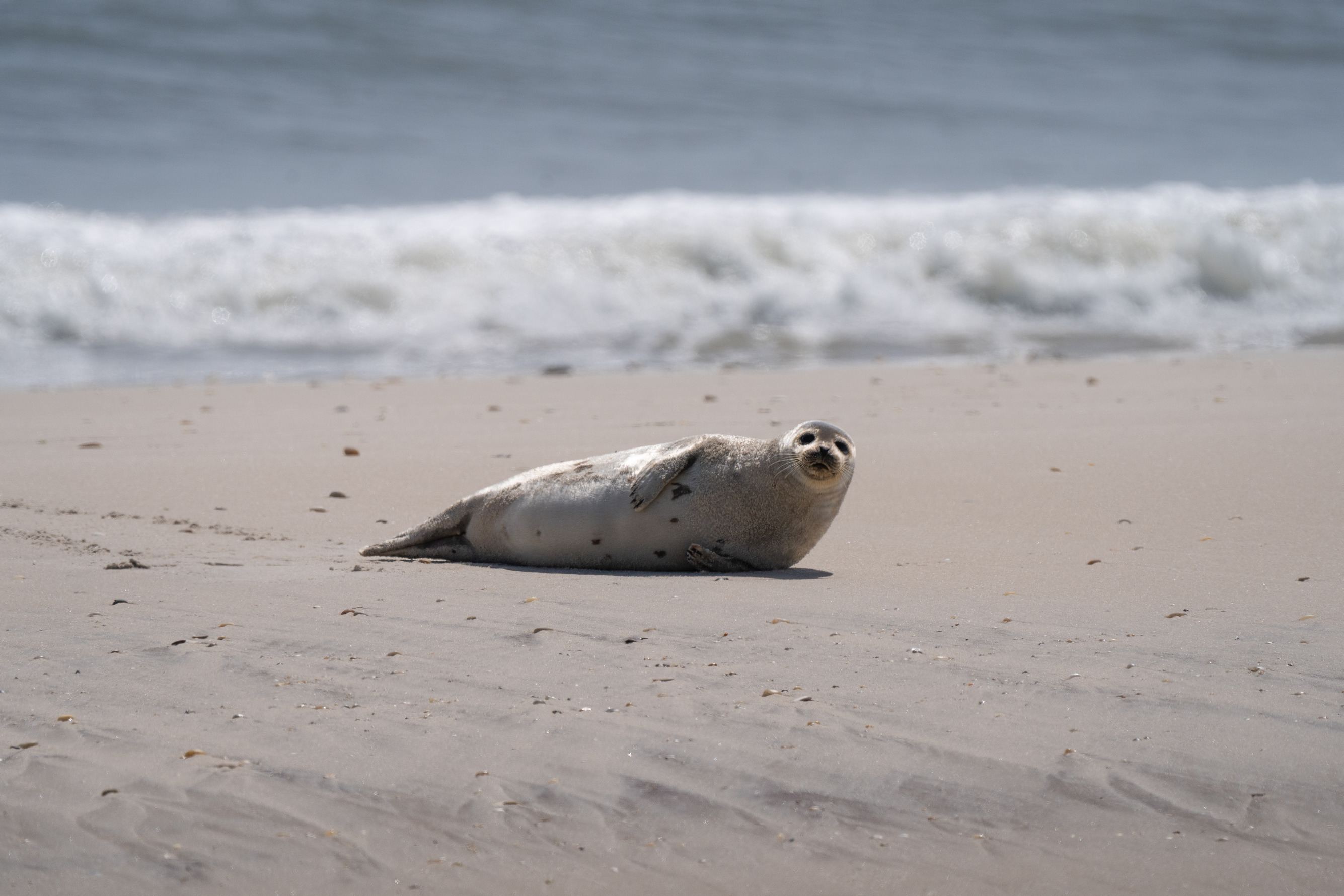 A gray and tan colored harbor seal on beach sand with waves crashing in the background.