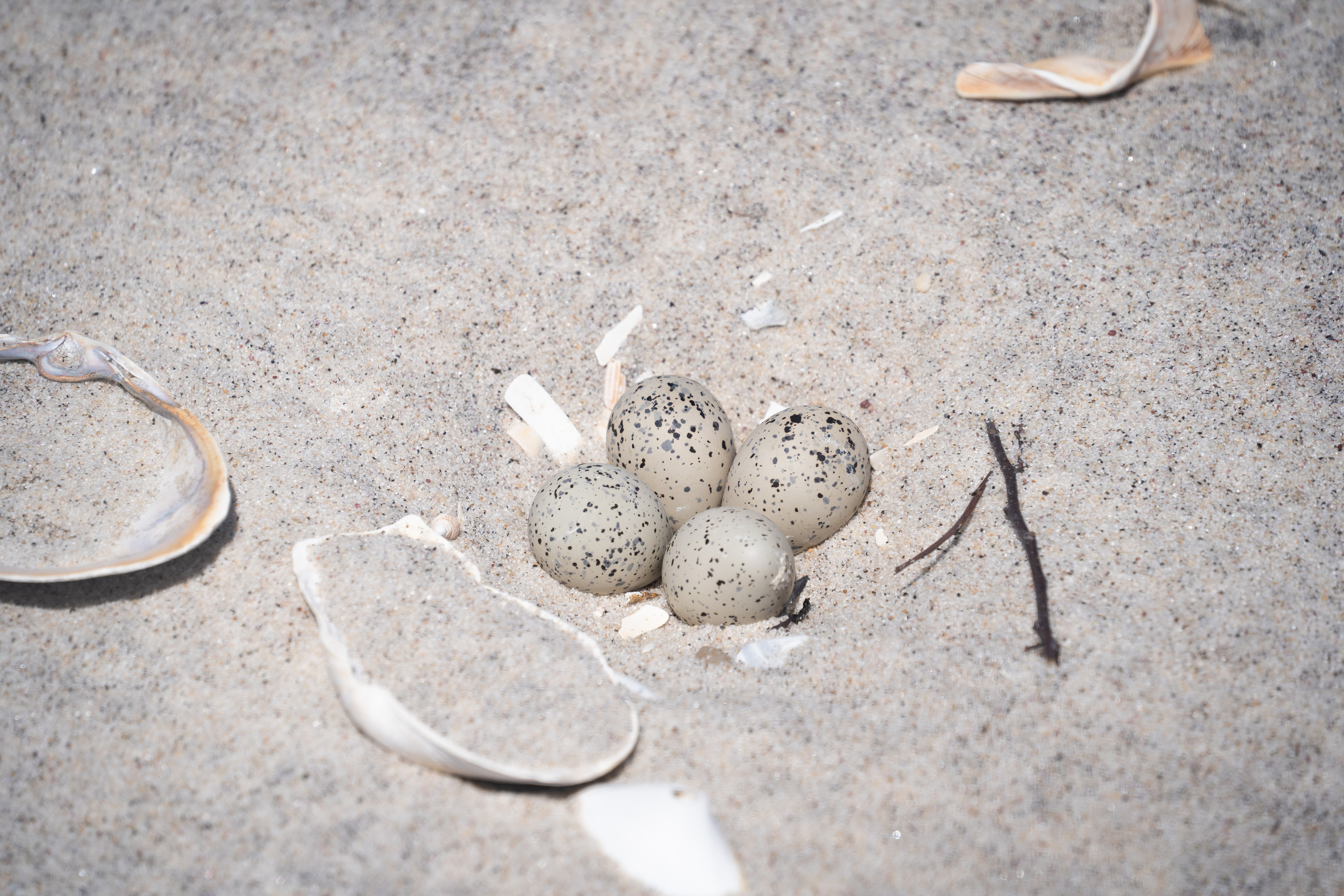 Tan-colored speckled eggs in sand with shell fragments nearby.