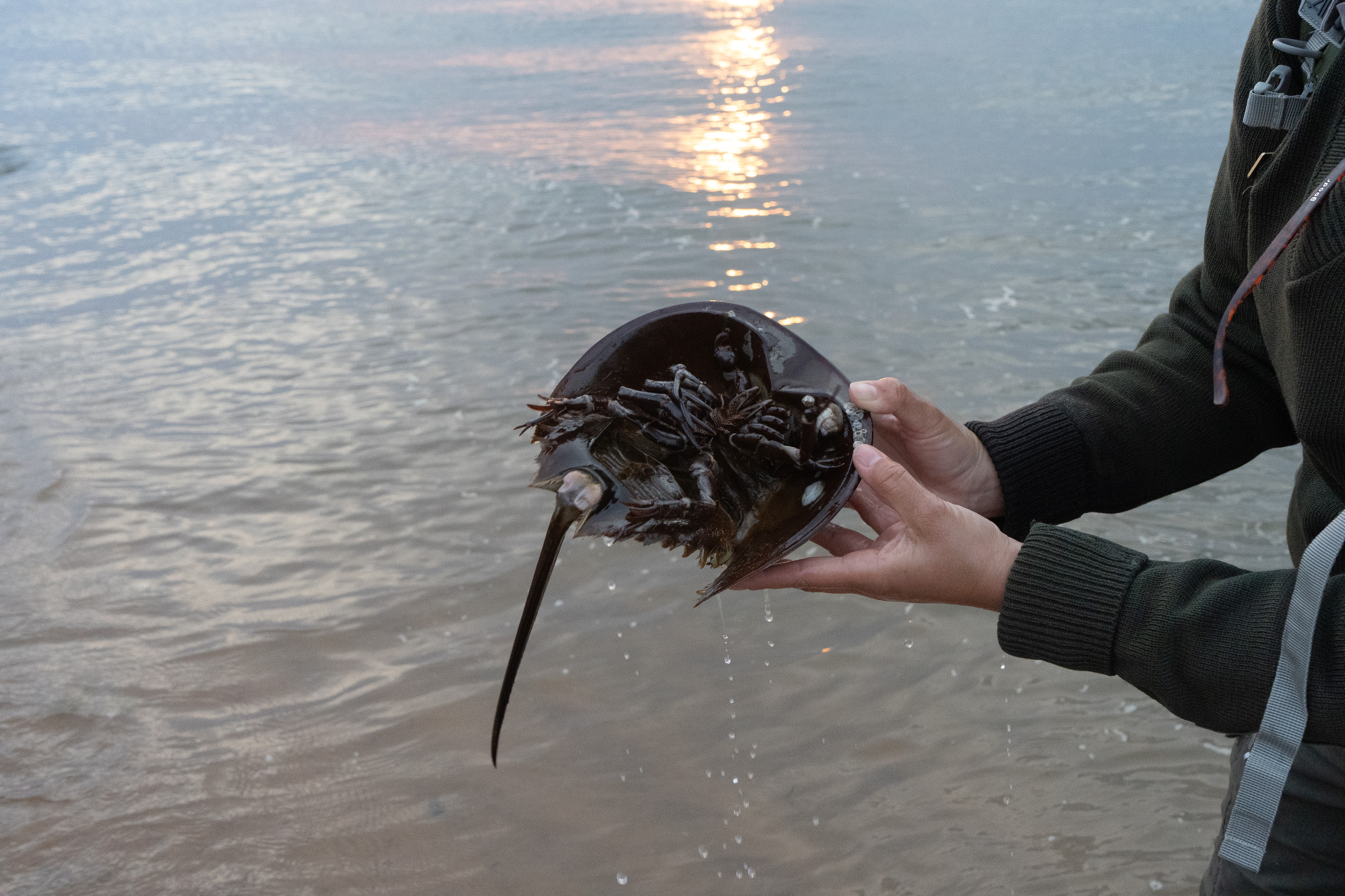 A brown horseshoe crab held by a park ranger with underside exposed, including its legs, pincers, and mouth parts. The crab is dripping water from being taken out of the bay, which is seen in the background.