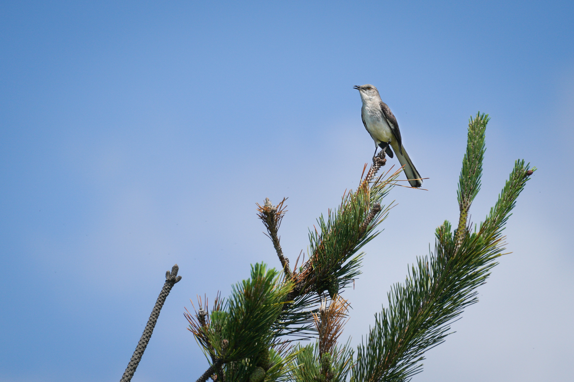 A gray and brown songbird perches high on a green pine tree branch.