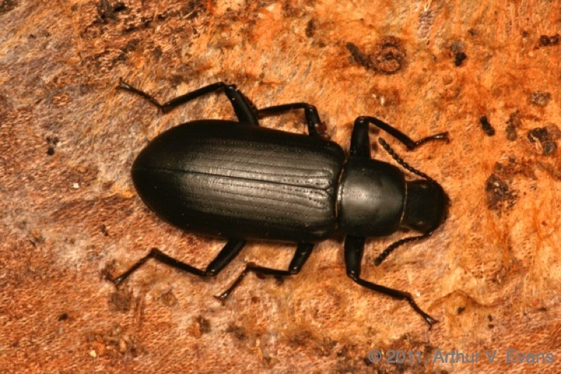 Image result for darkling beetle in washington