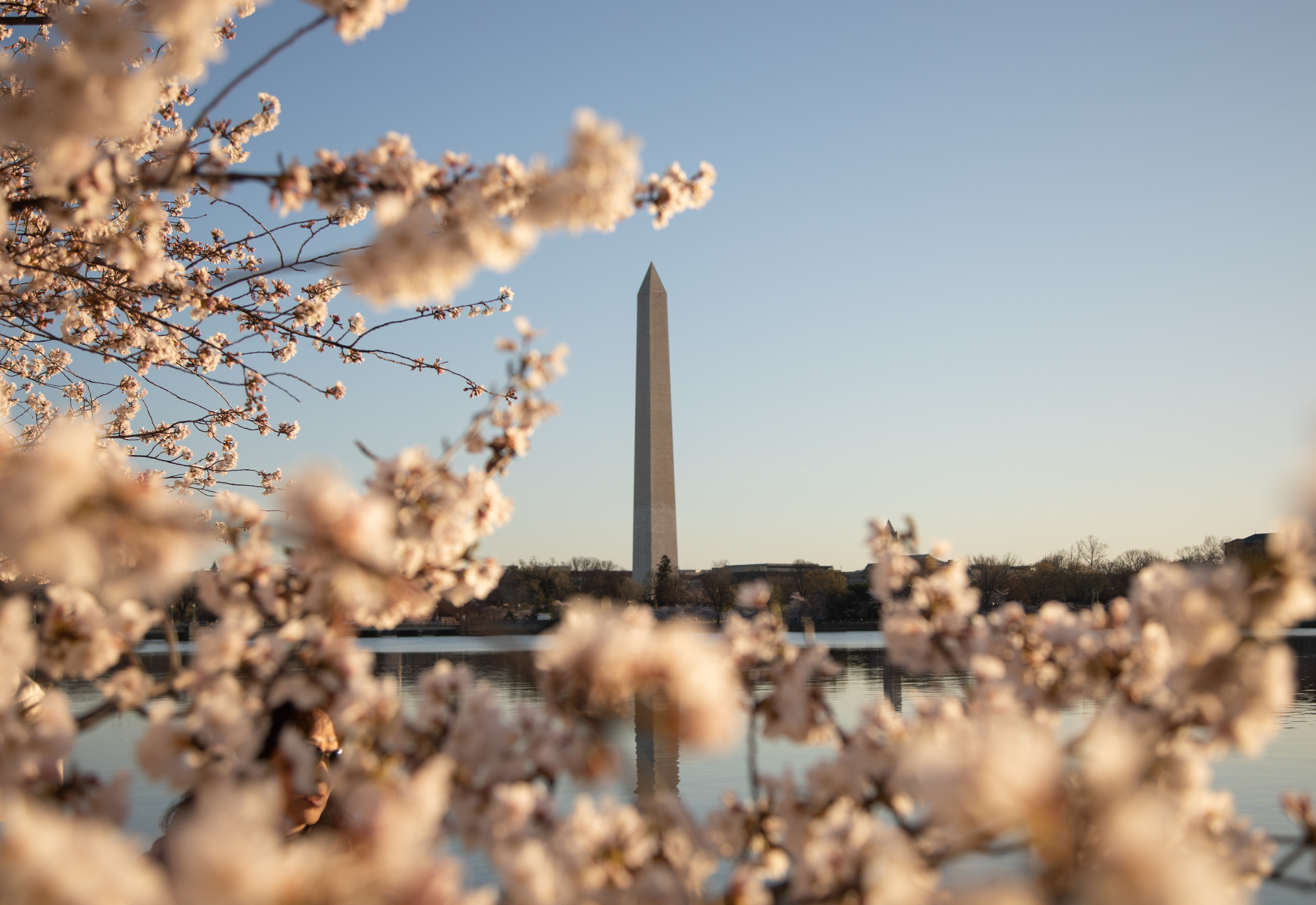 Cherry Blossoms