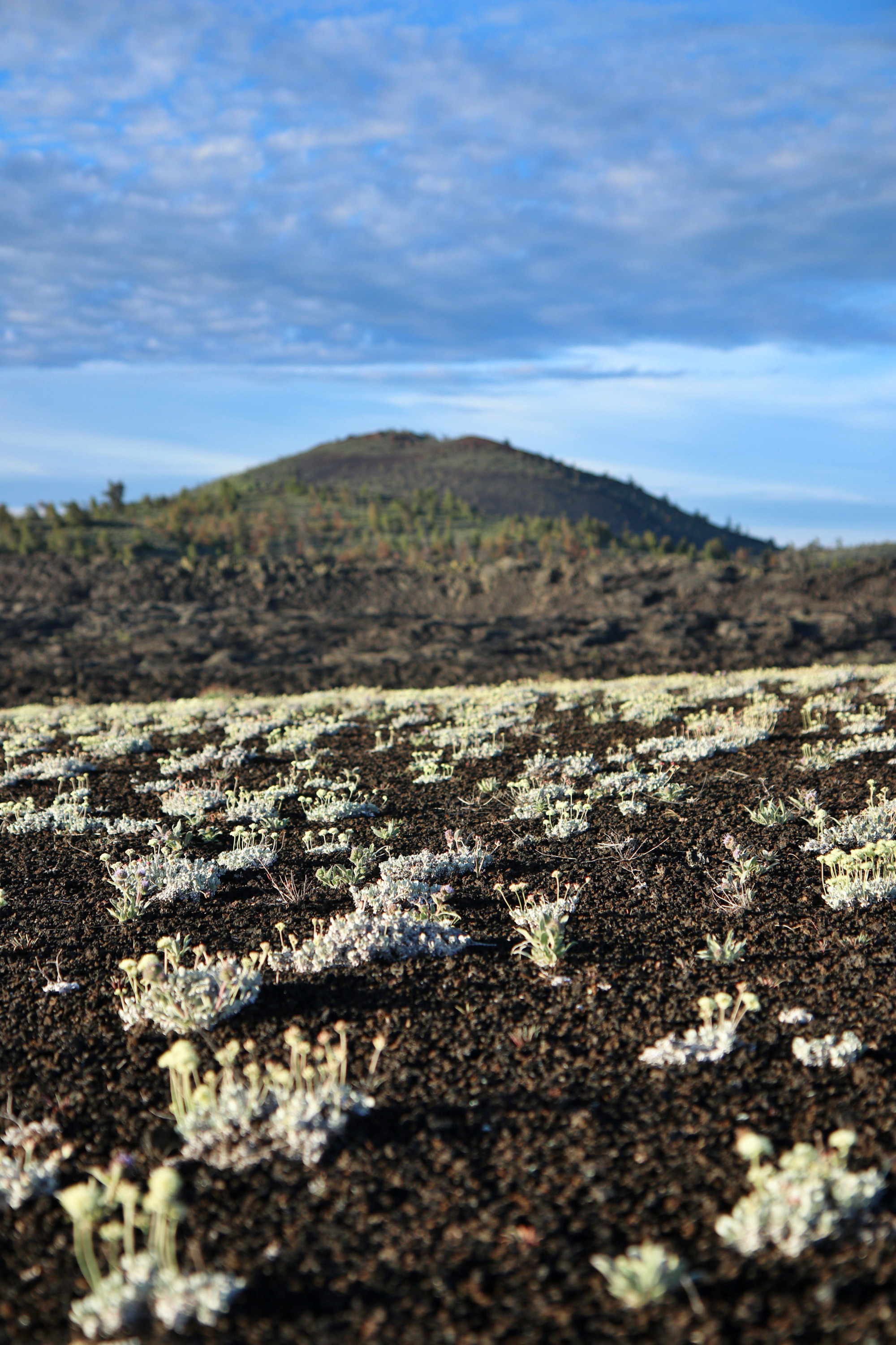 a dark cinder slope covered with small plants with tiny white leaves and round yellow flowers with a tall cinder cone in the distance