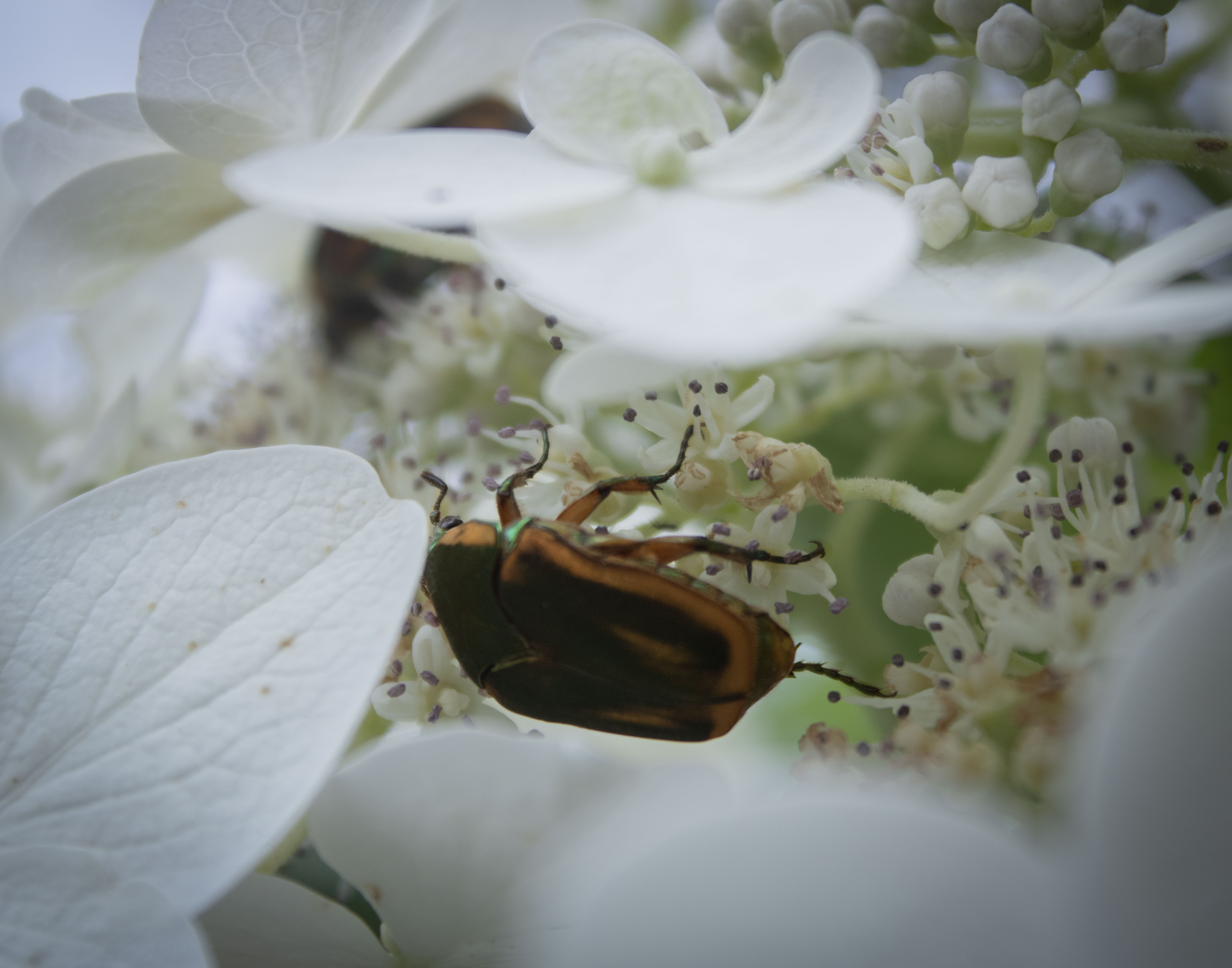Bug Memorial Park