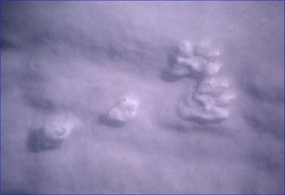 The track made by a snowshoe hare is raised where the snow around it has blown away.