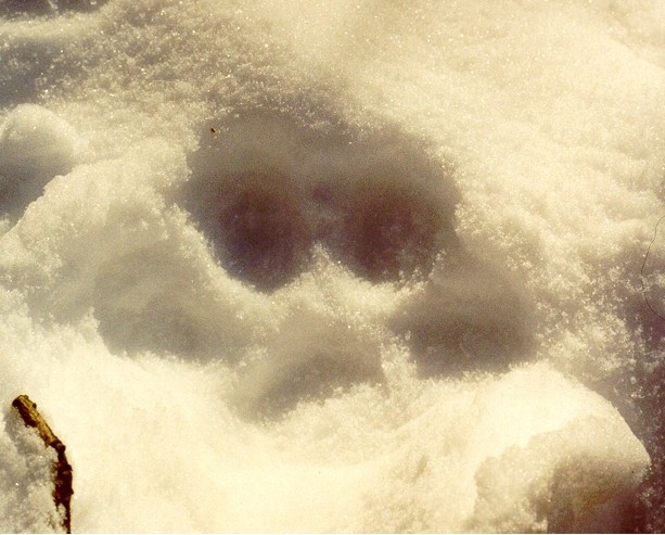 Lynx track in the snow.